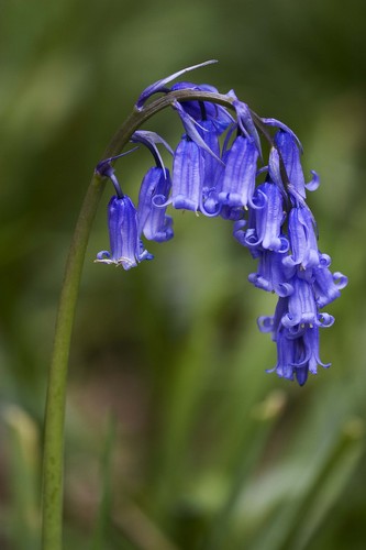 Graines jacinthe des - graines,