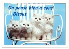 CPM: Chat, Chaton Blanc