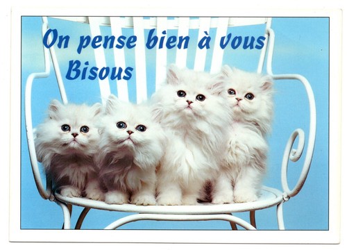 Cpm chat chaton blanc - cpm:,