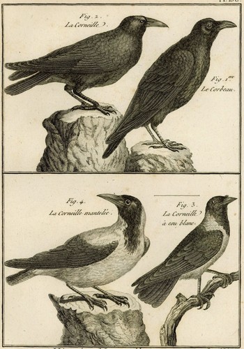 Oiseau corneille corbeau - &,