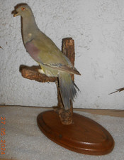 Ancienne Taxidermie Oiseau pigeon vert Naturalisé taxidermy
