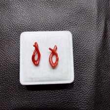 Branche de corail rouge