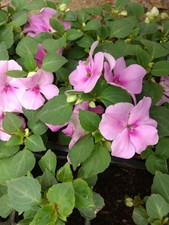 IMPATIENS  GOUTTE DE SANG