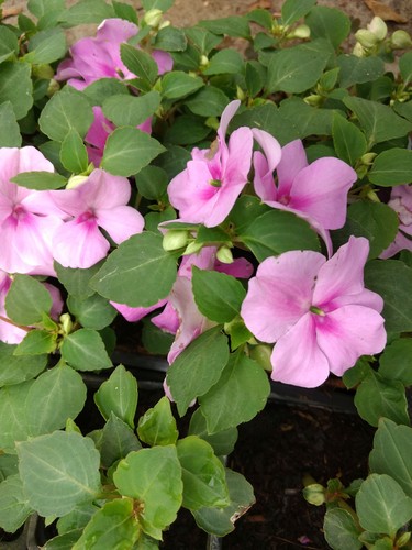 Impatiens goutte sang - goutte,