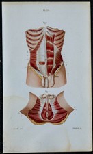 1852 - Planche anatomie