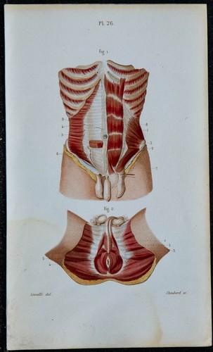 1852 planche anatomie - planche,