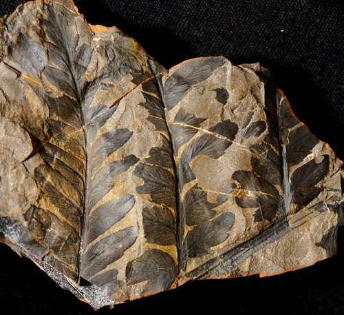 Beau plante fossilie - plante,