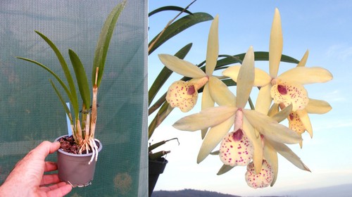 Cattleya petite stars - cattleya,
