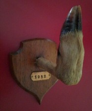 Taxidermie ancien trophée de