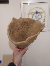 Éponge oreille d’éléphant
