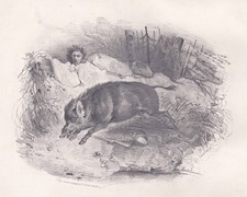 Sanglier Chasseur Kuntzelmann