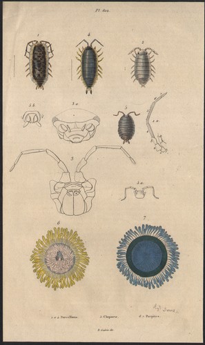 1833 gravure aquarellée - gravure,