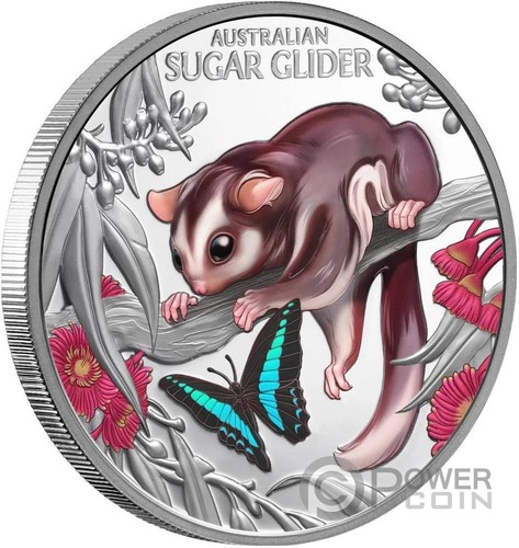 Baby sugar glider cute - baby,