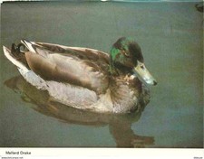 Animaux - Oiseaux - Canard - Colvert - CPM - Etat froissure - Voir Scans Recto-V