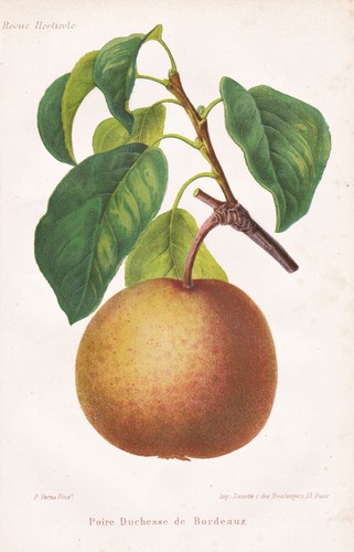 Birne pear fruit pomologie - birne,