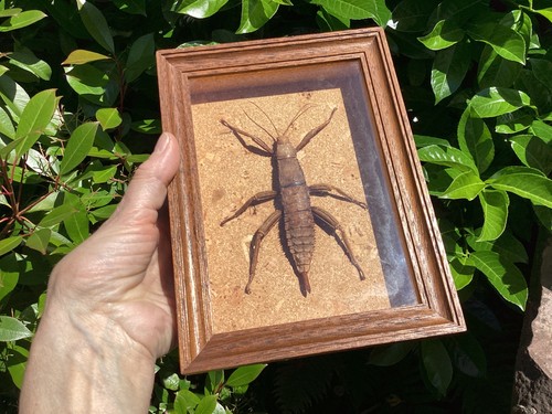 Insecte naturalisé phasme - insecte,