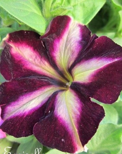 Surfinia pétunia noir - pétunia, 'noir