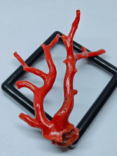 Branche corail rouge polie - de,