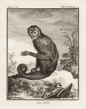 Singe Capucin Colombien Singe