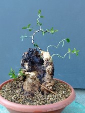 Bonsaï olivier 35 x 21 cm en