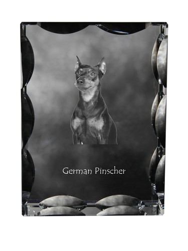 Pinscher allemand cadre - , en