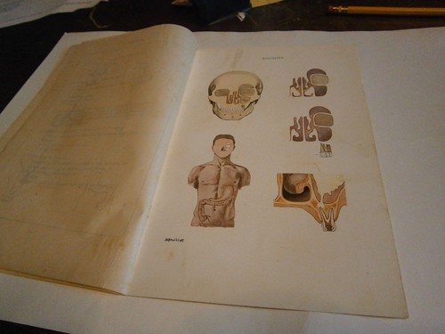 Planche gravure science corps - science,