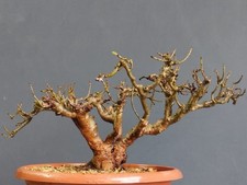 Bonsaï frêne robuste 25 x 13