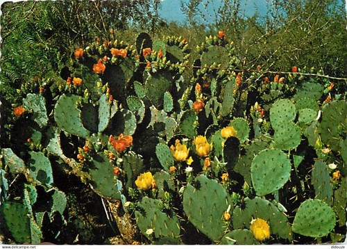 Carte postale fleurs - carte,