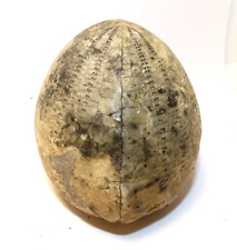 Important Fossile Echinocorys - Oursin 7x6.5cm minéraux collection rare cabinet