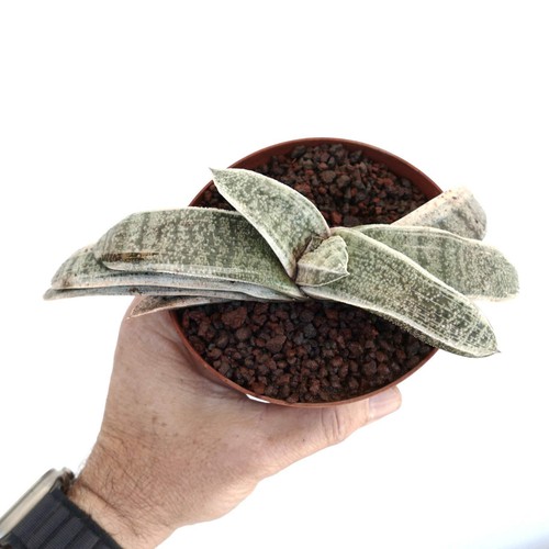 Gasteria batesiana white - gasteria,