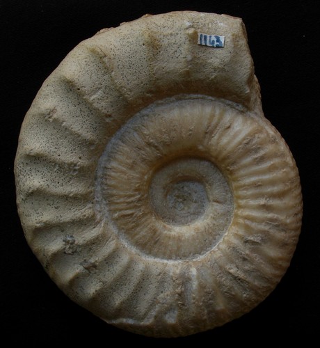 Ammonites callovien - du,