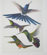 OISEAUX DE PARADIS ET COLIBRIS