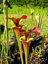 Sarracenia x (rugelii (F18, MK) x atropurpurea - “Kimber Red Ruffles” (F195, MK)