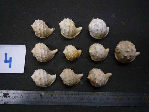 166 cassidaria retusa - b,