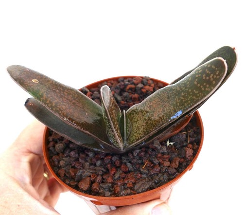 Gasteria carinata - gasteria,