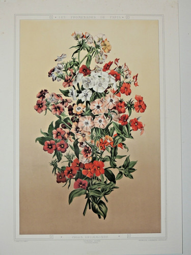 Plante fleurs belle - fleurs, gravure
