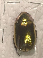 Chrysina Aurigans Rutelinae/Rutelidae Ref 3126