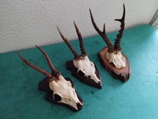 3 TROPHEE DE CHEVREUIL BROCARD