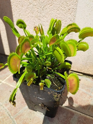 Plante carnivore dionaea - carnivore,