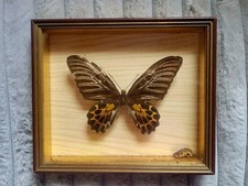 CADRE 3 D PAPILLON NATURALISÉ OBJET CURIOSITÉ