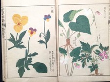 Japon Edo Illustrated book of flora HONZO ZIFU Color Woodblock print book Vol.17