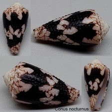 Coquillage de collection 