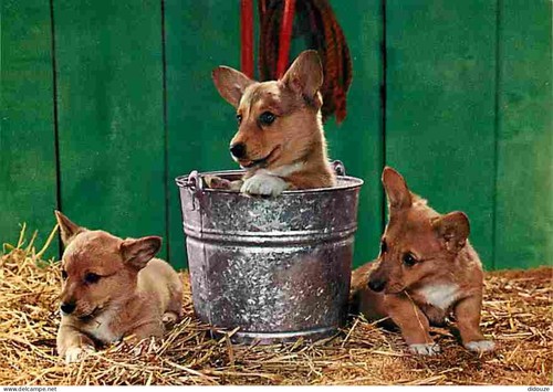 Carte postale animaux - postale,