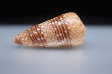 64- Sea shells - Conus