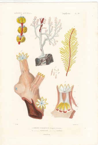 Original rare hand colored - original,
