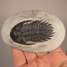 2.5" Hollardops TRILOBITE