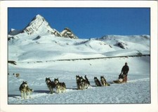 CPA AK Husky DOG (1178324)