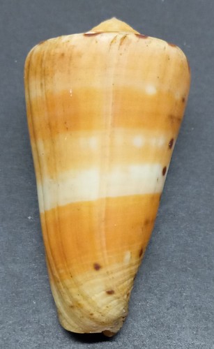 Conus barthelemyi - conus,