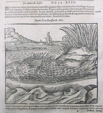 Ichtyologie 1614 Diodon