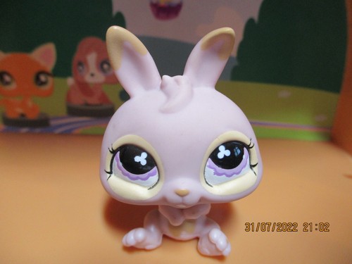 Petshop lapin nain - nain, /